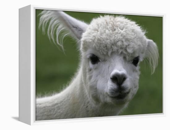 B.C., a 3-Year-Old Alpaca, at the Nu Leafe Alpaca Farm in West Berlin, Vermont-Toby Talbot-Framed Premier Image Canvas