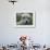 B.C., a 3-Year-Old Alpaca, at the Nu Leafe Alpaca Farm in West Berlin, Vermont-Toby Talbot-Framed Photographic Print displayed on a wall
