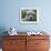 B.C., a 3-Year-Old Alpaca, at the Nu Leafe Alpaca Farm in West Berlin, Vermont-Toby Talbot-Framed Photographic Print displayed on a wall