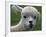 B.C., a 3-Year-Old Alpaca, at the Nu Leafe Alpaca Farm in West Berlin, Vermont-Toby Talbot-Framed Photographic Print