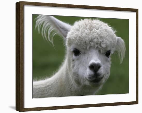 B.C., a 3-Year-Old Alpaca, at the Nu Leafe Alpaca Farm in West Berlin, Vermont-Toby Talbot-Framed Photographic Print