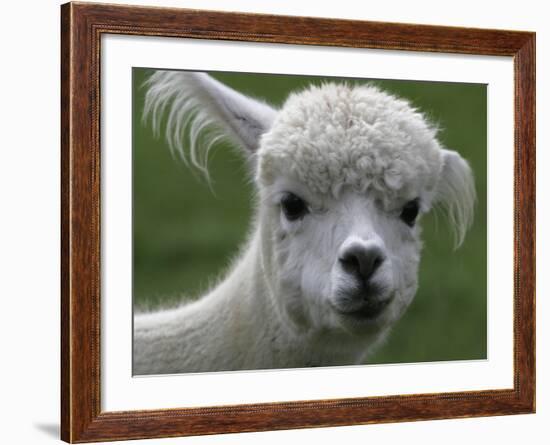 B.C., a 3-Year-Old Alpaca, at the Nu Leafe Alpaca Farm in West Berlin, Vermont-Toby Talbot-Framed Photographic Print