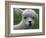 B.C., a 3-Year-Old Alpaca, at the Nu Leafe Alpaca Farm in West Berlin, Vermont-Toby Talbot-Framed Photographic Print