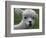 B.C., a 3-Year-Old Alpaca, at the Nu Leafe Alpaca Farm in West Berlin, Vermont-Toby Talbot-Framed Photographic Print