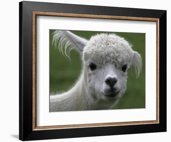 B.C., a 3-Year-Old Alpaca, at the Nu Leafe Alpaca Farm in West Berlin, Vermont-Toby Talbot-Framed Photographic Print