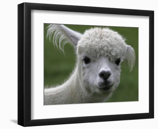 B.C., a 3-Year-Old Alpaca, at the Nu Leafe Alpaca Farm in West Berlin, Vermont-Toby Talbot-Framed Photographic Print