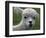 B.C., a 3-Year-Old Alpaca, at the Nu Leafe Alpaca Farm in West Berlin, Vermont-Toby Talbot-Framed Photographic Print