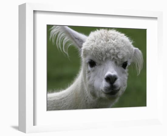 B.C., a 3-Year-Old Alpaca, at the Nu Leafe Alpaca Farm in West Berlin, Vermont-Toby Talbot-Framed Photographic Print