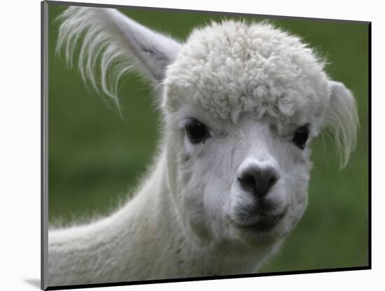 B.C., a 3-Year-Old Alpaca, at the Nu Leafe Alpaca Farm in West Berlin, Vermont-Toby Talbot-Mounted Photographic Print