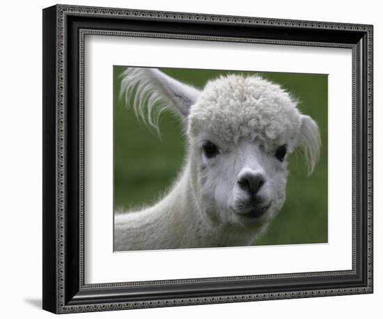 B.C., a 3-Year-Old Alpaca, at the Nu Leafe Alpaca Farm in West Berlin, Vermont-Toby Talbot-Framed Photographic Print