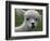 B.C., a 3-Year-Old Alpaca, at the Nu Leafe Alpaca Farm in West Berlin, Vermont-Toby Talbot-Framed Photographic Print