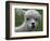 B.C., a 3-Year-Old Alpaca, at the Nu Leafe Alpaca Farm in West Berlin, Vermont-Toby Talbot-Framed Photographic Print