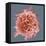 B-cell, SEM-Steve Gschmeissner-Framed Premier Image Canvas