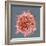 B-cell, SEM-Steve Gschmeissner-Framed Premium Photographic Print