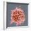 B-cell, SEM-Steve Gschmeissner-Framed Premium Photographic Print