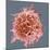 B-cell, SEM-Steve Gschmeissner-Mounted Premium Photographic Print