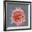 B-cell, SEM-Steve Gschmeissner-Framed Premium Photographic Print