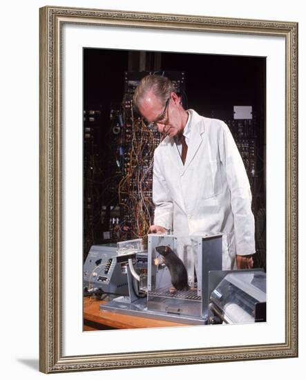 B. Frederic Skinner at Harvard Training Rat in "Skinner Box" to Press Lever and Be Rewarded-Nina Leen-Framed Premium Photographic Print