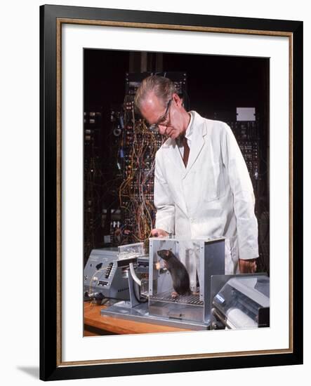 B. Frederic Skinner at Harvard Training Rat in "Skinner Box" to Press Lever and Be Rewarded-Nina Leen-Framed Premium Photographic Print