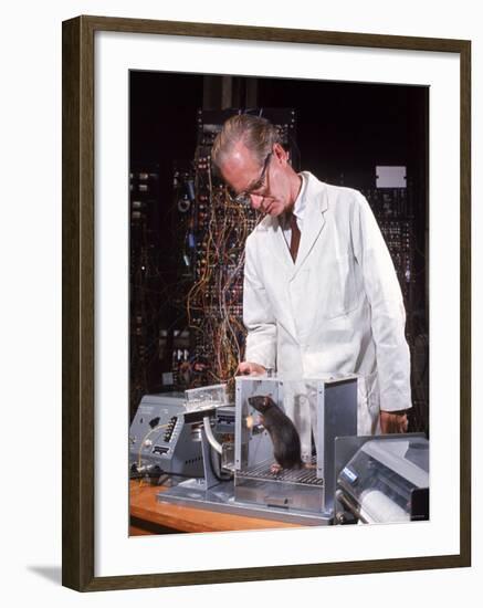 B. Frederic Skinner at Harvard Training Rat in "Skinner Box" to Press Lever and Be Rewarded-Nina Leen-Framed Premium Photographic Print