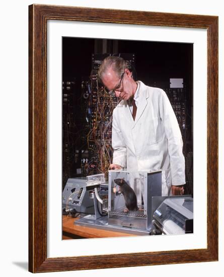 B. Frederic Skinner at Harvard Training Rat in "Skinner Box" to Press Lever and Be Rewarded-Nina Leen-Framed Premium Photographic Print