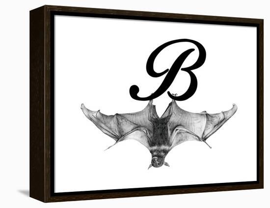 B is for Bat-Stacy Hsu-Framed Stretched Canvas