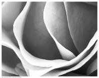 Rose Petal Detail-B^ Marcela-Framed Art Print