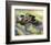 B.N.C.'s Grand-Chris Miles-Framed Art Print