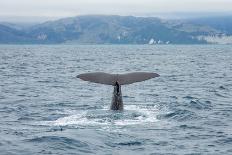 Albatros Walvis Whale-B-N-N-Laminated Photographic Print