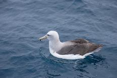 Albatros Walvis Whale-B-N-N-Mounted Photographic Print