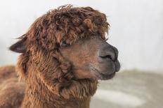 Brown Alpaca Face close Up-B NITI-Premium Photographic Print