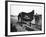 B&O Capitol Limited Horse-null-Framed Photographic Print