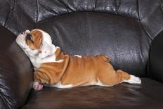 English Bulldog Puppy Relaxing on Black Leather Sofa.-B Stefanov-Photographic Print