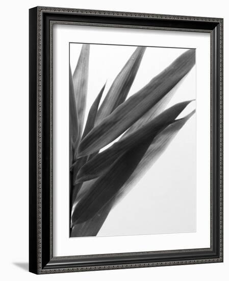 B&W Bamboo I-Renée Stramel-Framed Photographic Print