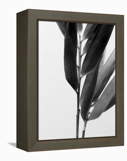 B&W Bamboo II-Renée Stramel-Framed Premier Image Canvas