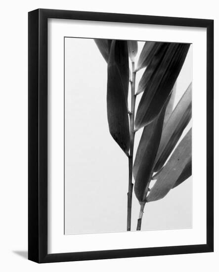 B&W Bamboo II-Renée Stramel-Framed Photographic Print