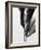 B&W Bamboo II-Renée Stramel-Framed Photographic Print