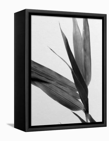 B&W Bamboo III-Renée Stramel-Framed Premier Image Canvas