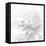 B&W Dahlia R 2-Suzanne Foschino-Framed Stretched Canvas