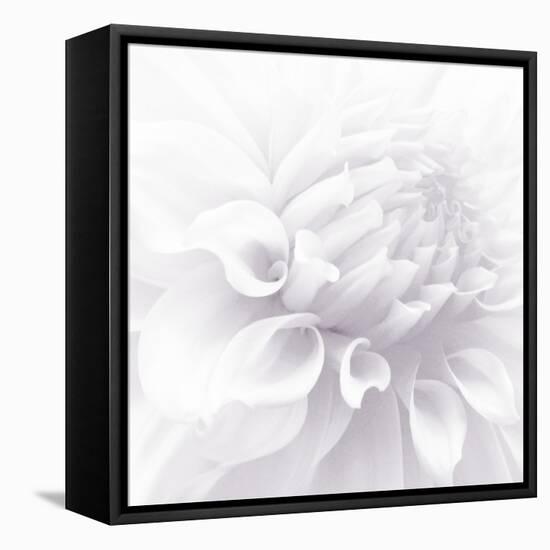 B&W Dahlia R 2-Suzanne Foschino-Framed Stretched Canvas