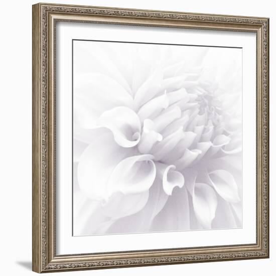 B&W Dahlia R 2-Suzanne Foschino-Framed Photographic Print