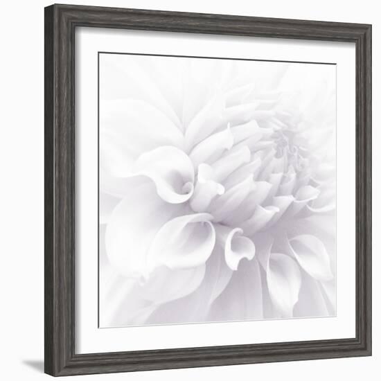 B&W Dahlia R 2-Suzanne Foschino-Framed Photographic Print