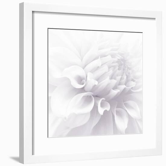 B&W Dahlia R 2-Suzanne Foschino-Framed Photographic Print