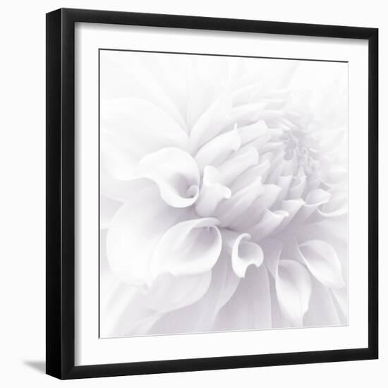 B&W Dahlia R 2-Suzanne Foschino-Framed Photographic Print