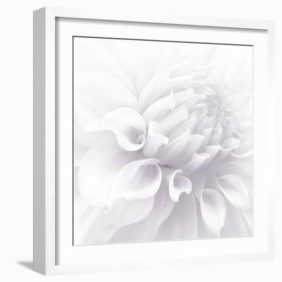 B&W Dahlia R 2-Suzanne Foschino-Framed Photographic Print