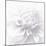 B&W Dahlia R 2-Suzanne Foschino-Mounted Photographic Print