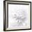 B&W Dahlia R 2-Suzanne Foschino-Framed Photographic Print