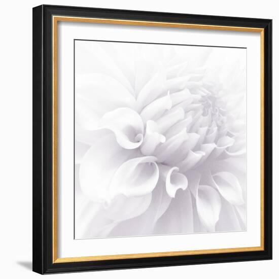 B&W Dahlia R 2-Suzanne Foschino-Framed Photographic Print