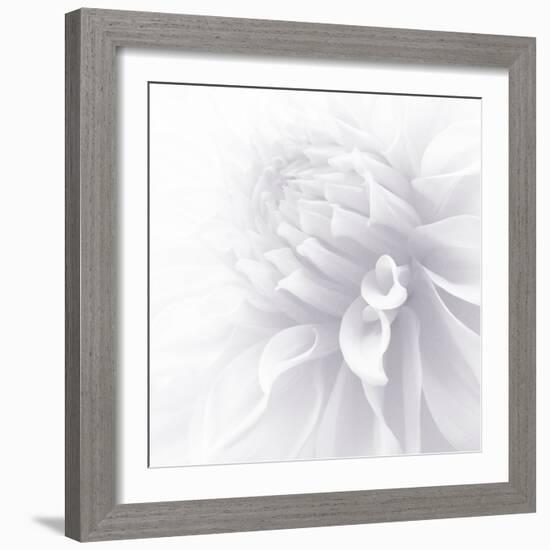 B&W Dahlia R 2a-Suzanne Foschino-Framed Photographic Print