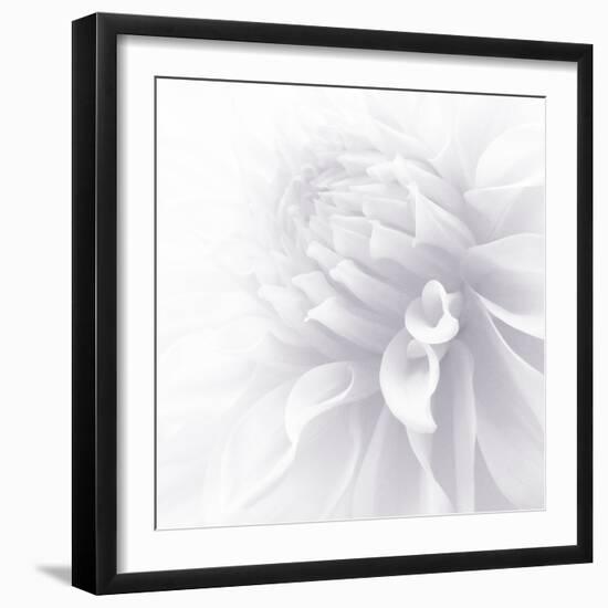 B&W Dahlia R 2a-Suzanne Foschino-Framed Photographic Print